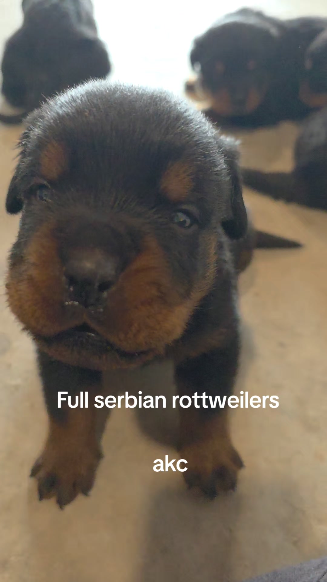 #facebookreelsviral #viralreelschallenge #rottweilerlife | Fox River ...