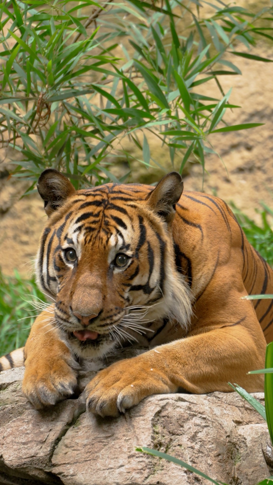 San Diego Zoo | San Diego CA