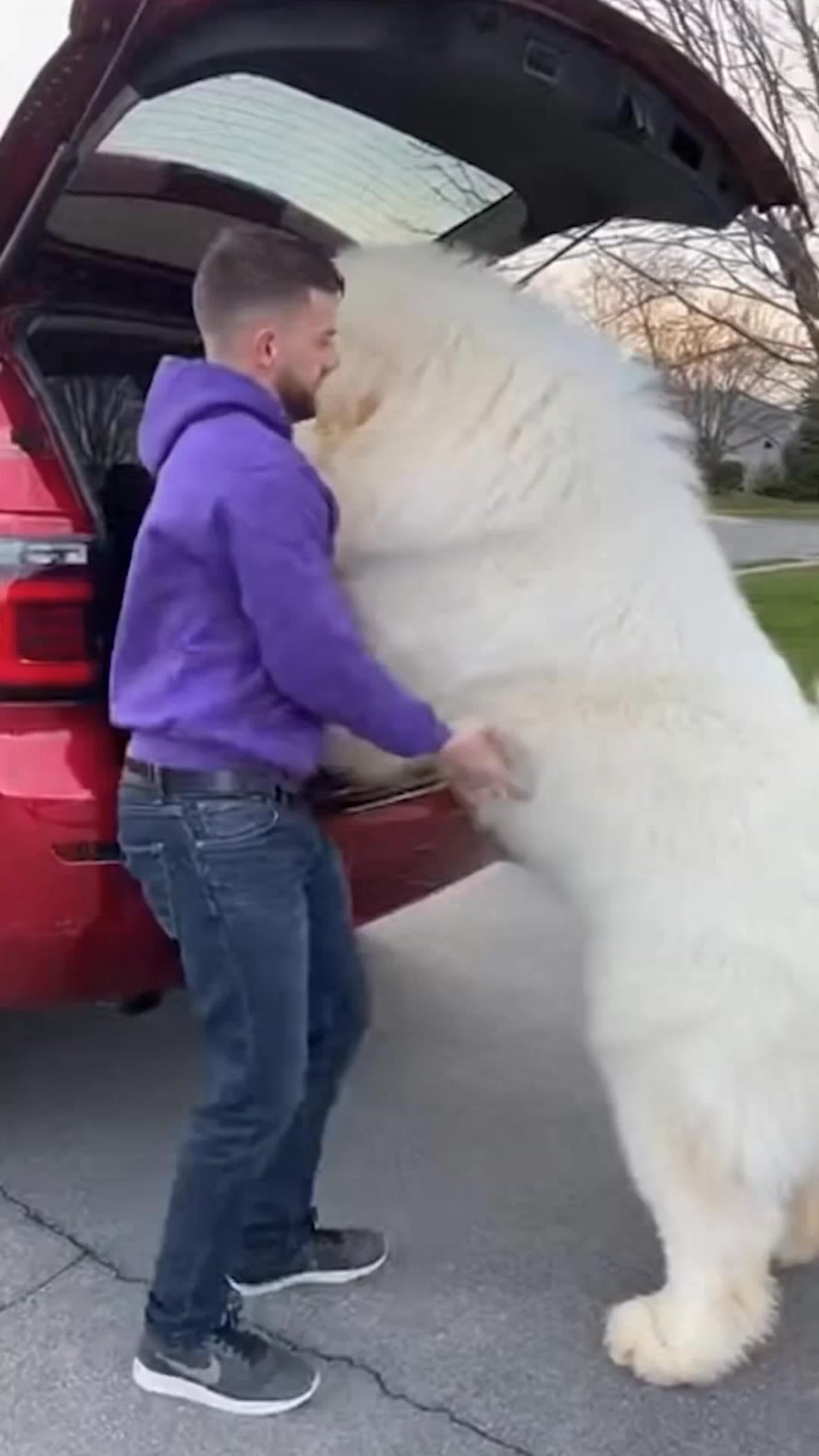 Dog Loading Struggles This man's effort to load his giant dog into the ...