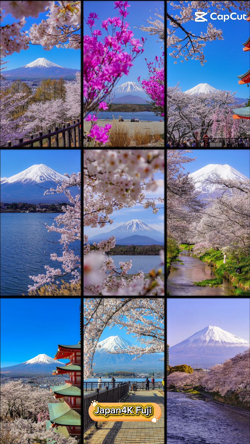富士山を彩る桜の季節 The season when cherry blossoms color Mount