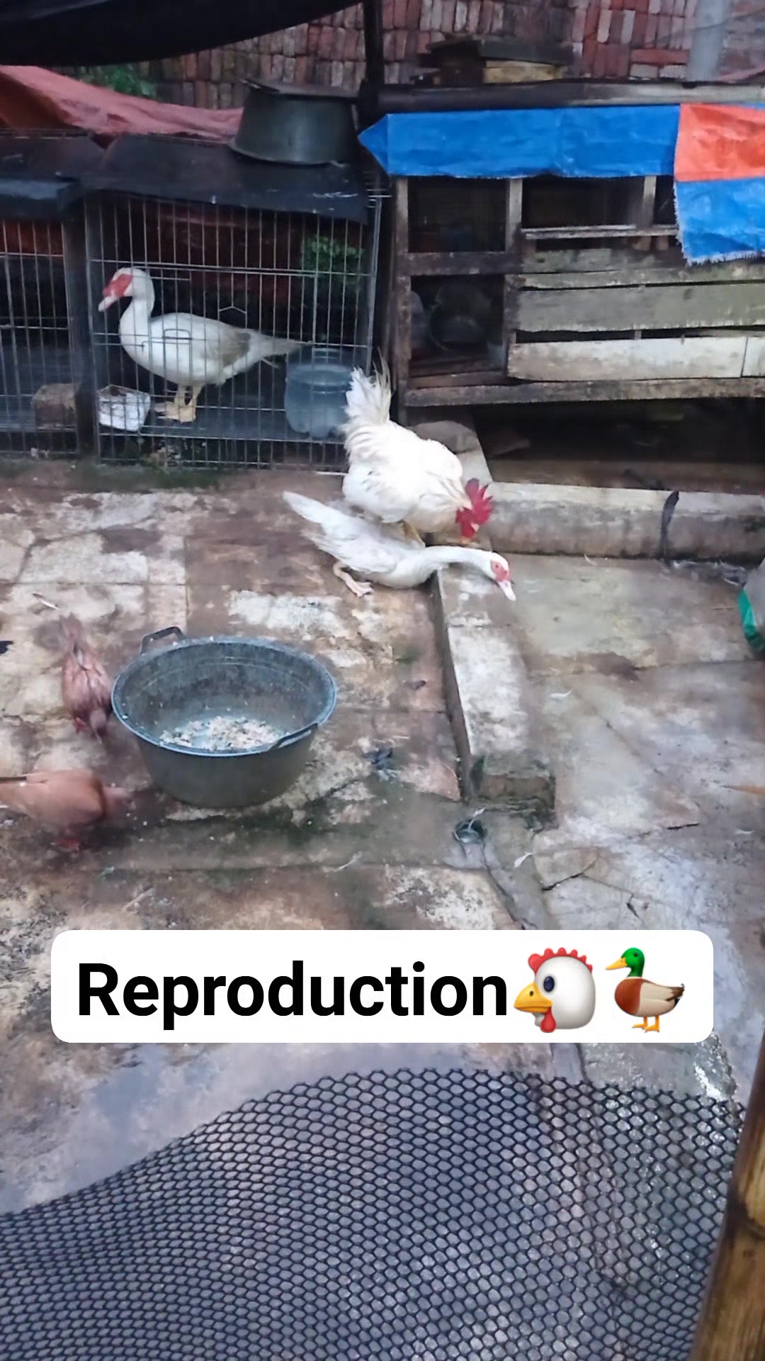 Reproduction rooster vs ducks🐔🦆🥰 #muscovyduck #chicken #breeder #fyp ...
