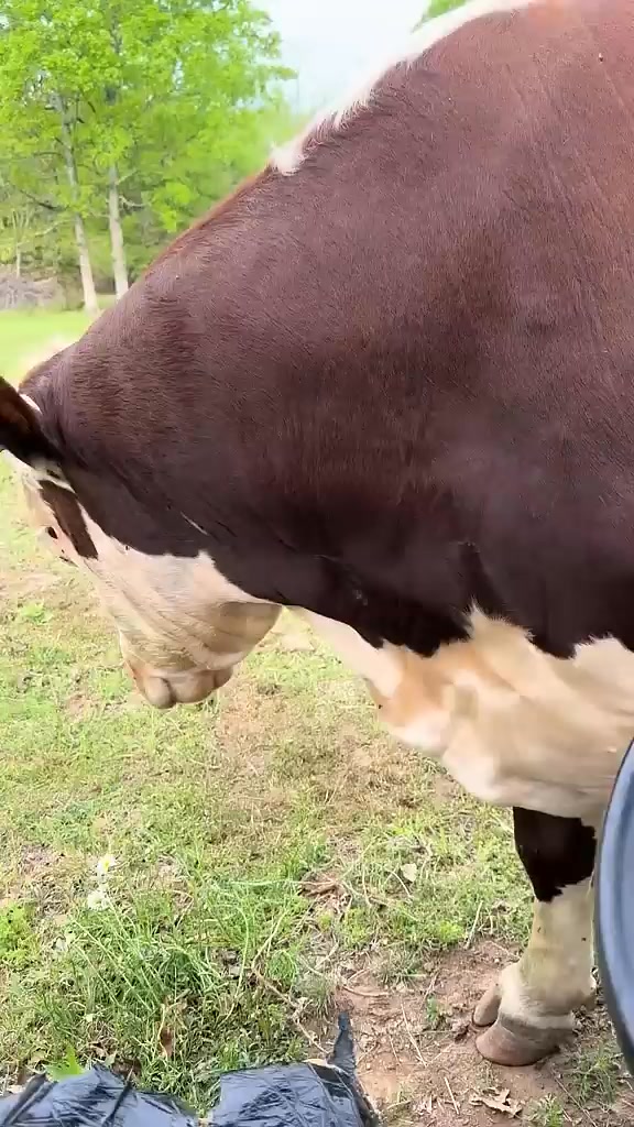 The day i wanted to fight Rufus #rufusthebull #cattlefarm #farming # ...