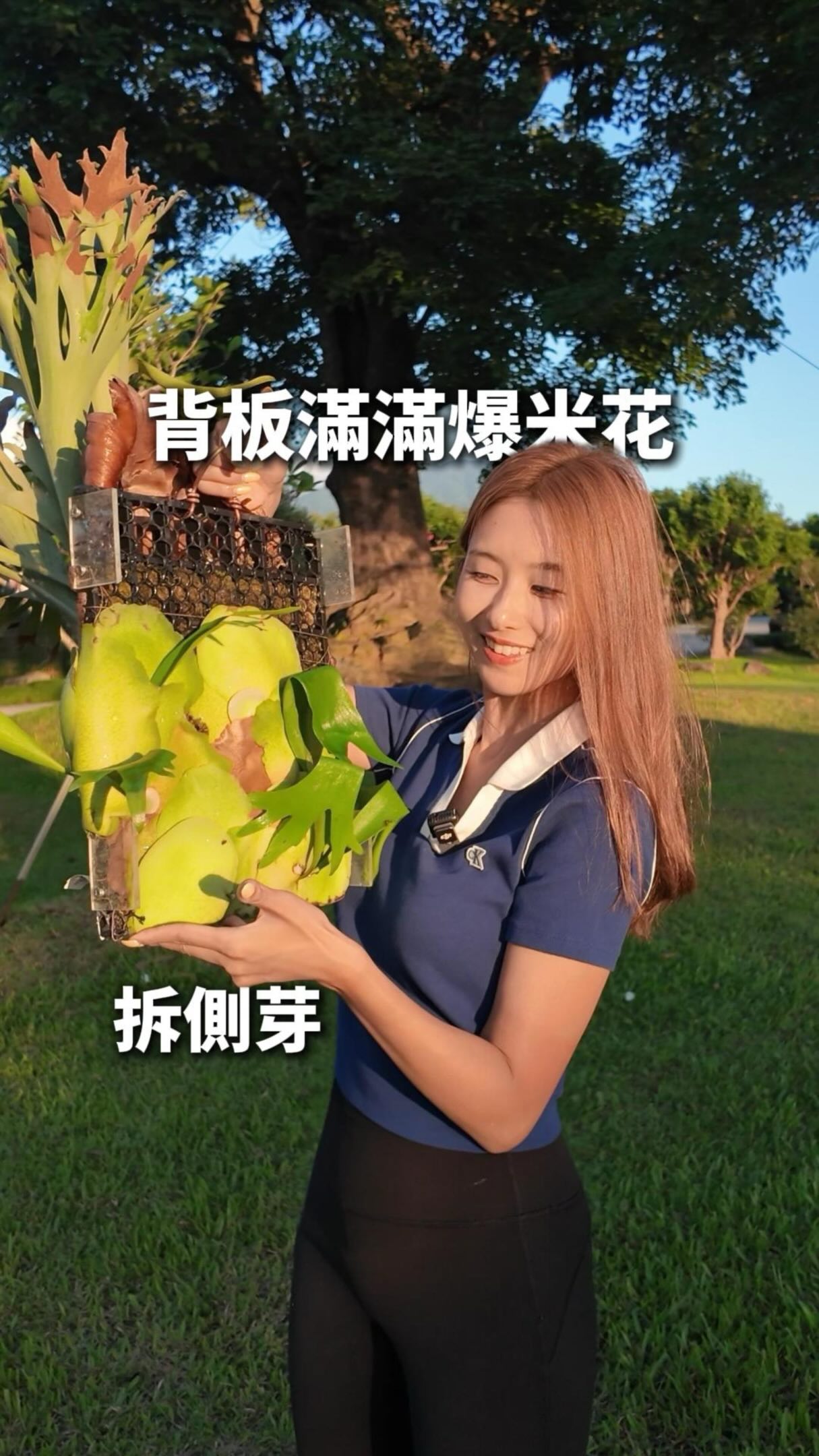 P.willinckii Jade girl》玉女在這麼炎熱的夏天，住在35、6度的溫室