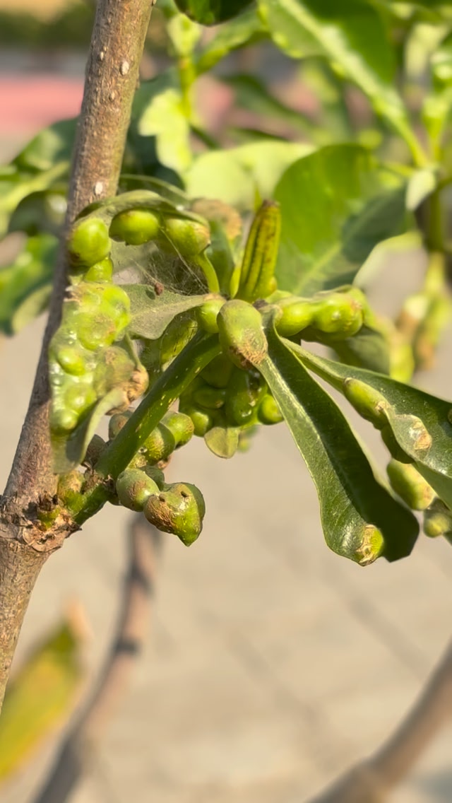 Nature’s unexpected homes! 🏠🍃 Take a closer look at the Satwin tree ...