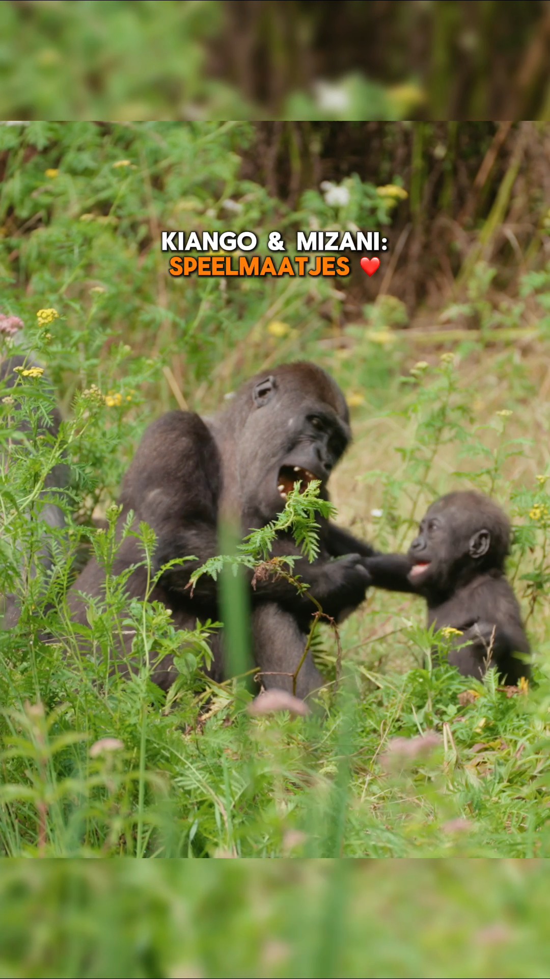 Kiango (4 jaar) en Mizani (1 jaar) hebben elkaar helemaal gevonden! 🥰 🦍 ...