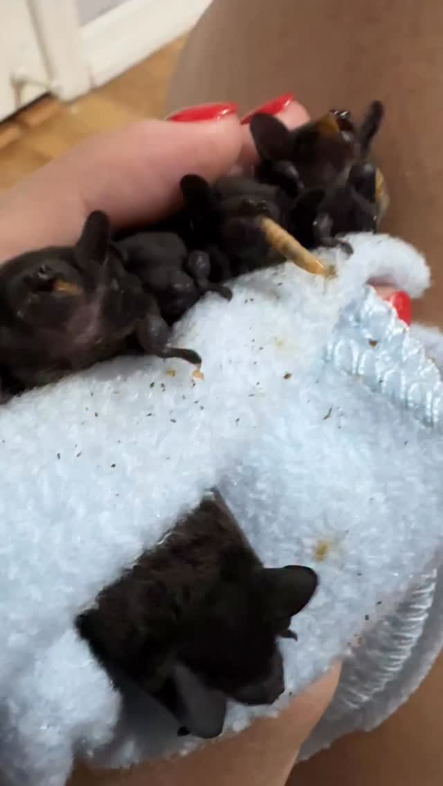 🪱5 little evening bats from last baby season enjoying a meal! 🗣️Please ...