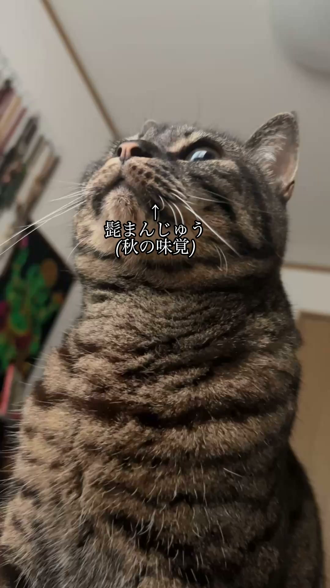 にゃん助さん