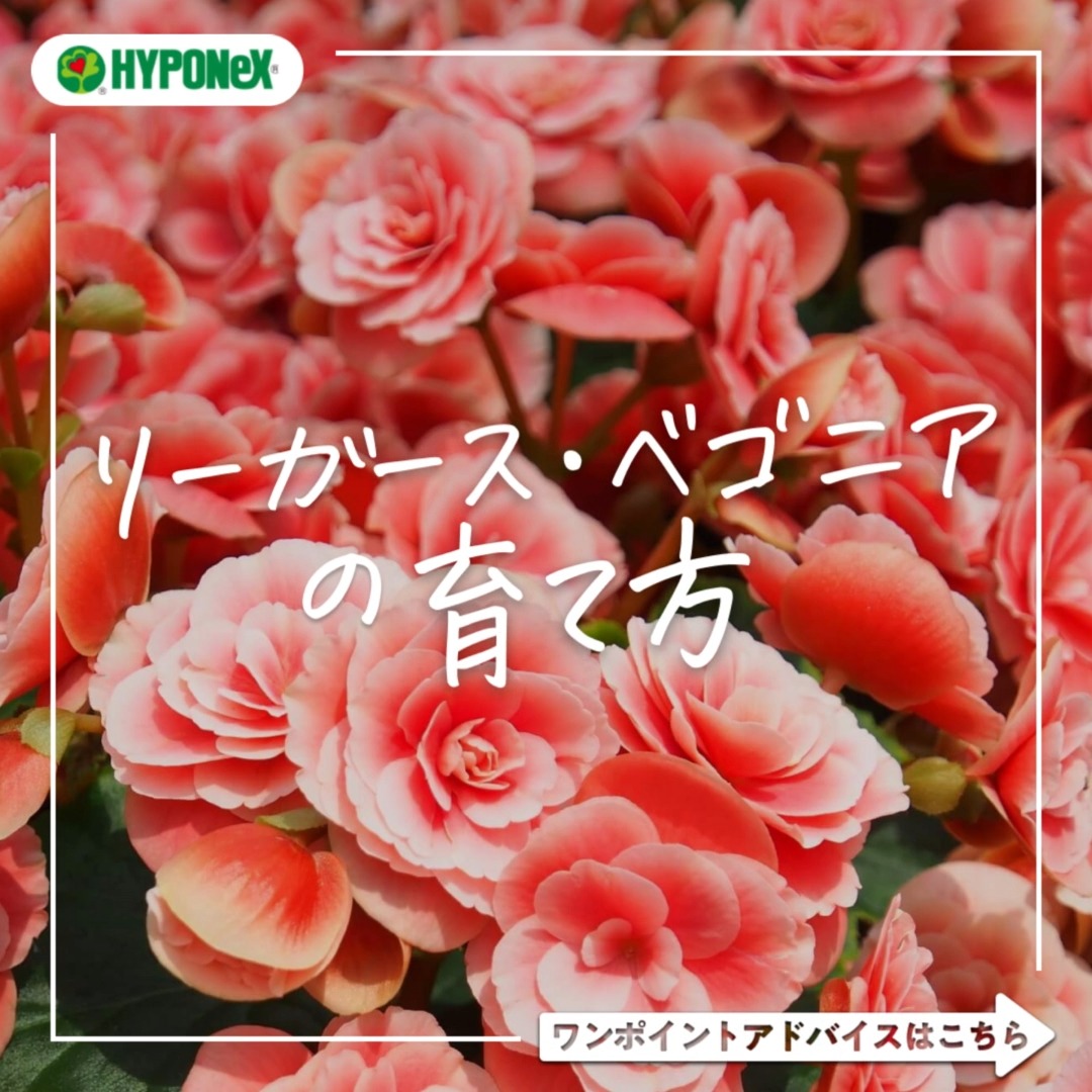 ☘168:リーガース・ベゴニアの育て方｜きれいな花をさかせるにはどうすればいいの？水やりや肥料、冬越えの方法もご紹介 | 植物の情報、育て方を ...