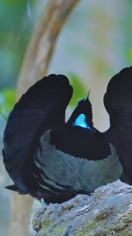 A perfect, rounded crescent arch of velvet-black feathers frames