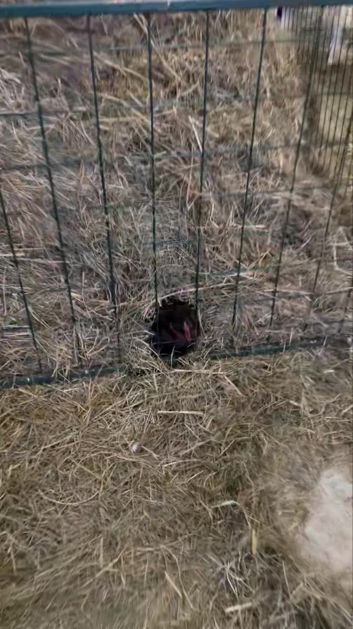 Sooo…chicken here must have fallen down in between the bale of hay and ...