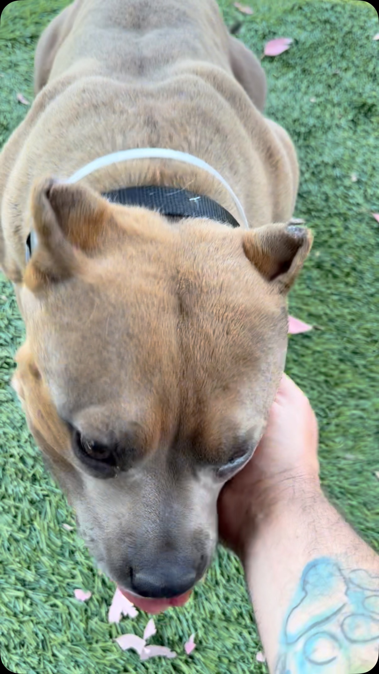Meet some incredible pups @baldwinparkanimalslaco @lacoanimals we’ve ...