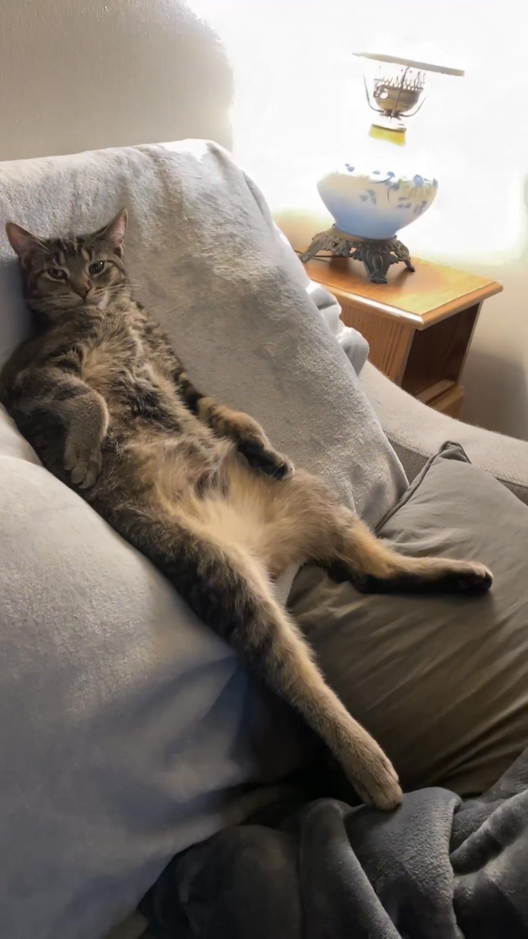 Merp The Cat on Reels | Facebook