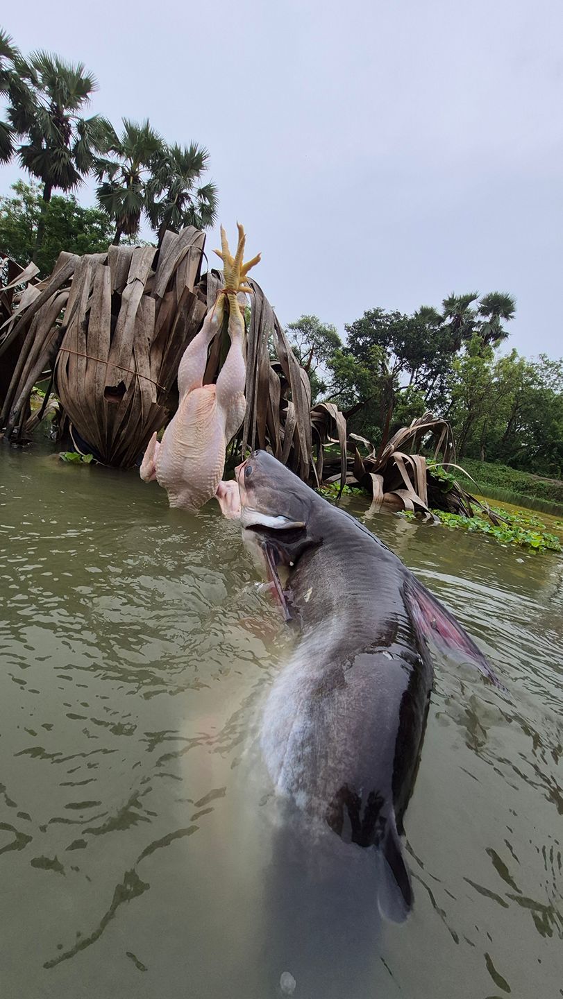 biggest fishing hook on rivr Catfish Hooks | Big River Bait Gamakatsu Big River Bait Hook features a unique shape and large gap designed to optimize hook penetration and hold fish more securely once hooked Gamakatsu Big River Bait, Open