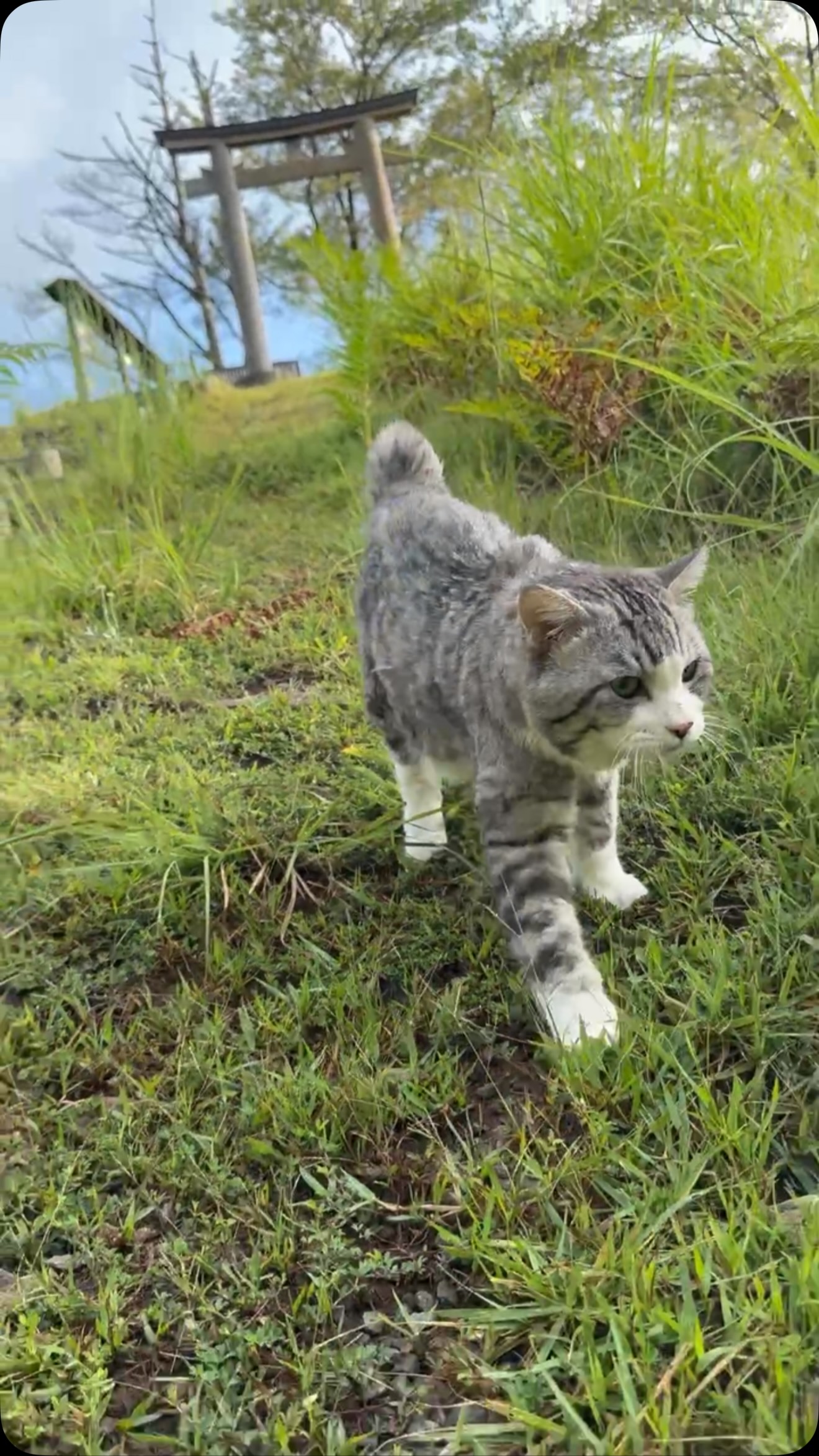 野良猫 ニャン吉 (@noraneko.nyankichi) • Facebook
