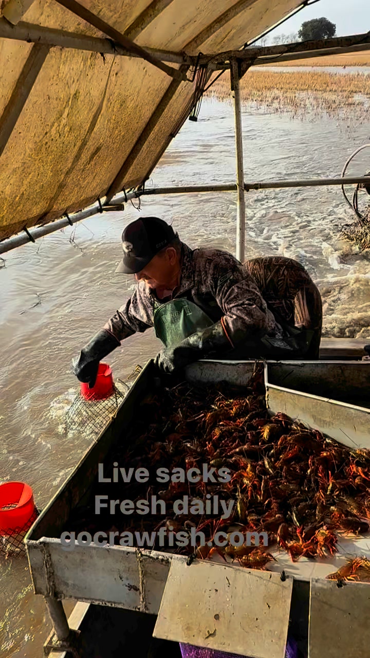 Size is up. Price is down. Live sacks $4/lb. | Go Crawfish | Facebook