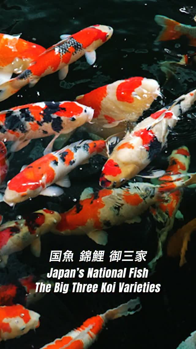 鯉ーKoi