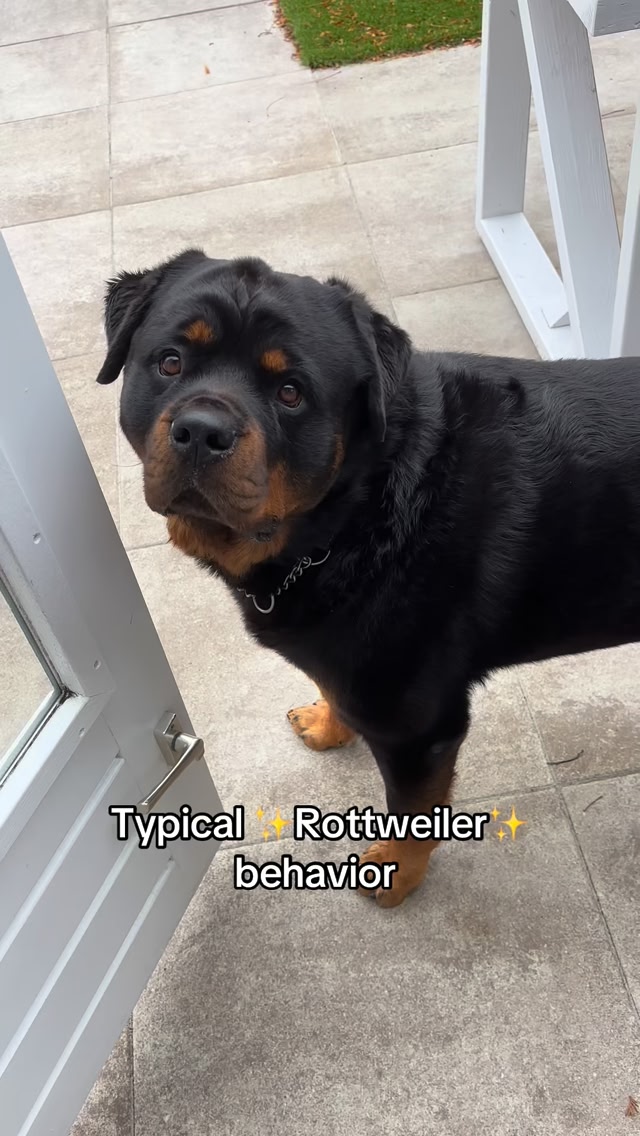 Typical Rottweiler behavior #rottweiler #dogs #pets #funny #rottweilers ...