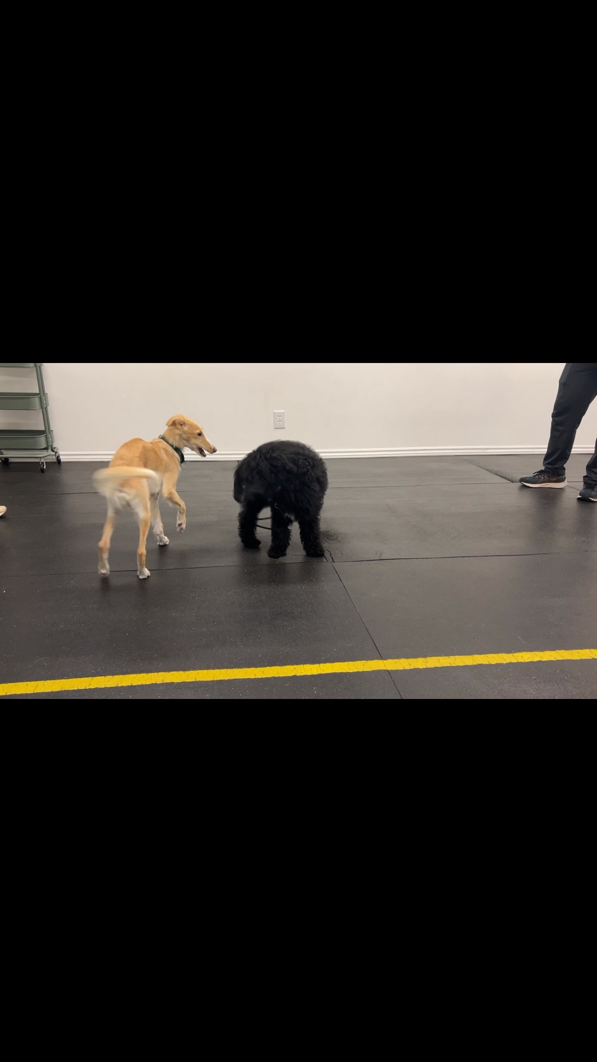 Jimmy is just starting to learn how to move backwards. Even though he ...