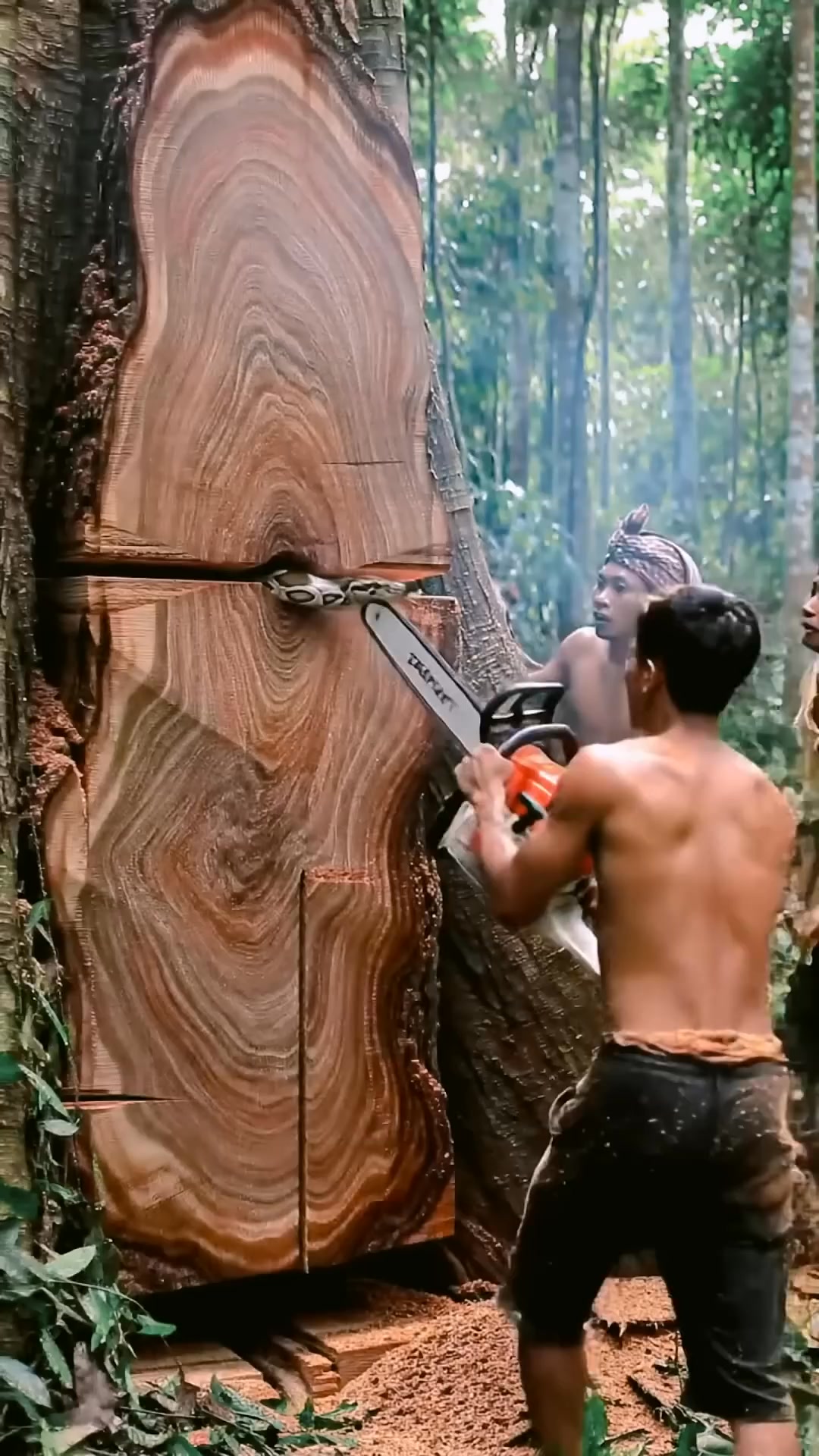 Cutting Down Tree Reveals Snake Inside #treecutting #chainsaw # ...