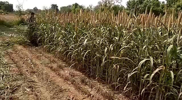 Punjab Agro corporation | Indore