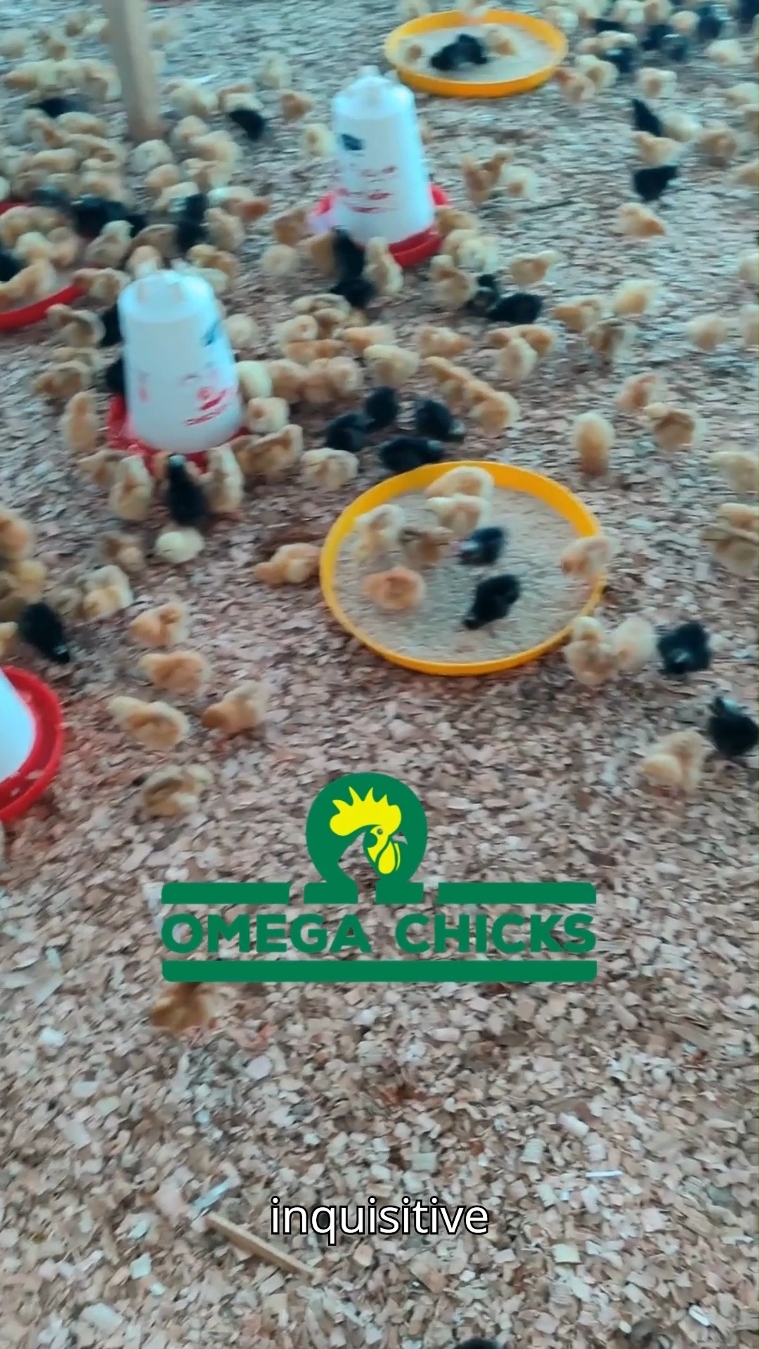 Taking care of our new baby chicks is one of the most rewarding parts ...
