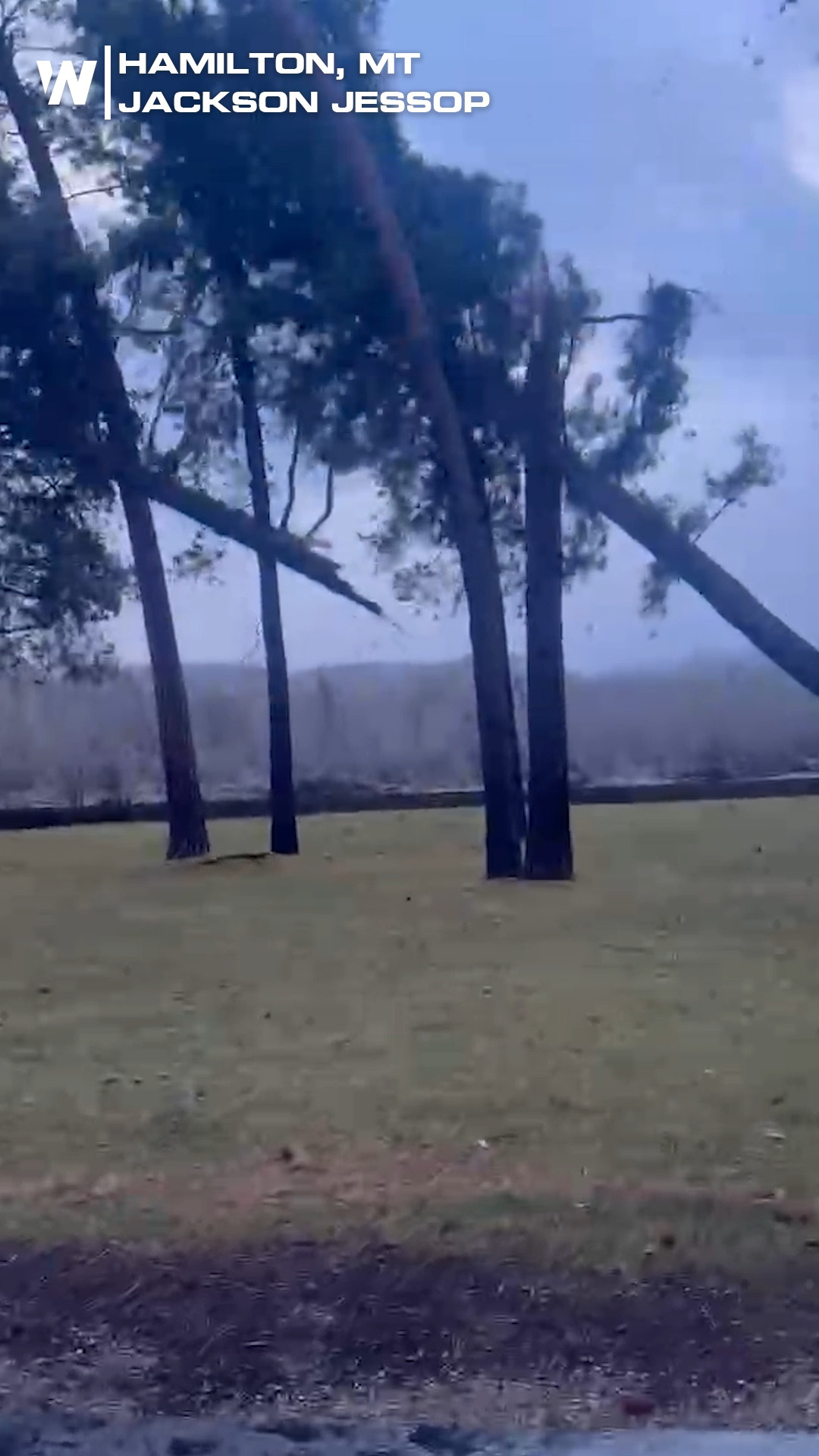 WILD VIDEO: from Hamilton, MT, where fierce winds toppled several ...