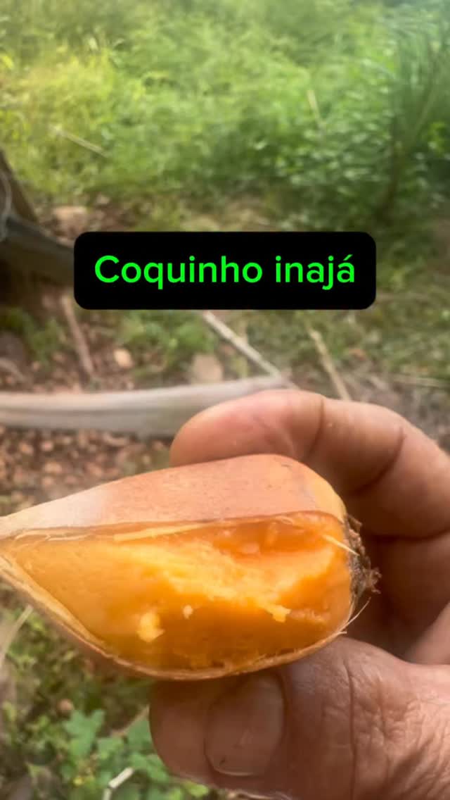 O coquinho naja é o fruto da palmeira Inajá (Attalea maripa), uma ...