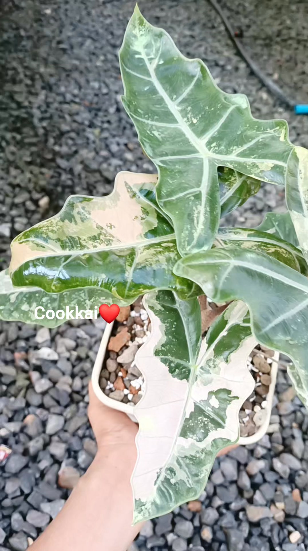 FULL PINK ✨💖✨ “ Alocasia Serendipity Variegated 🖤💖💕