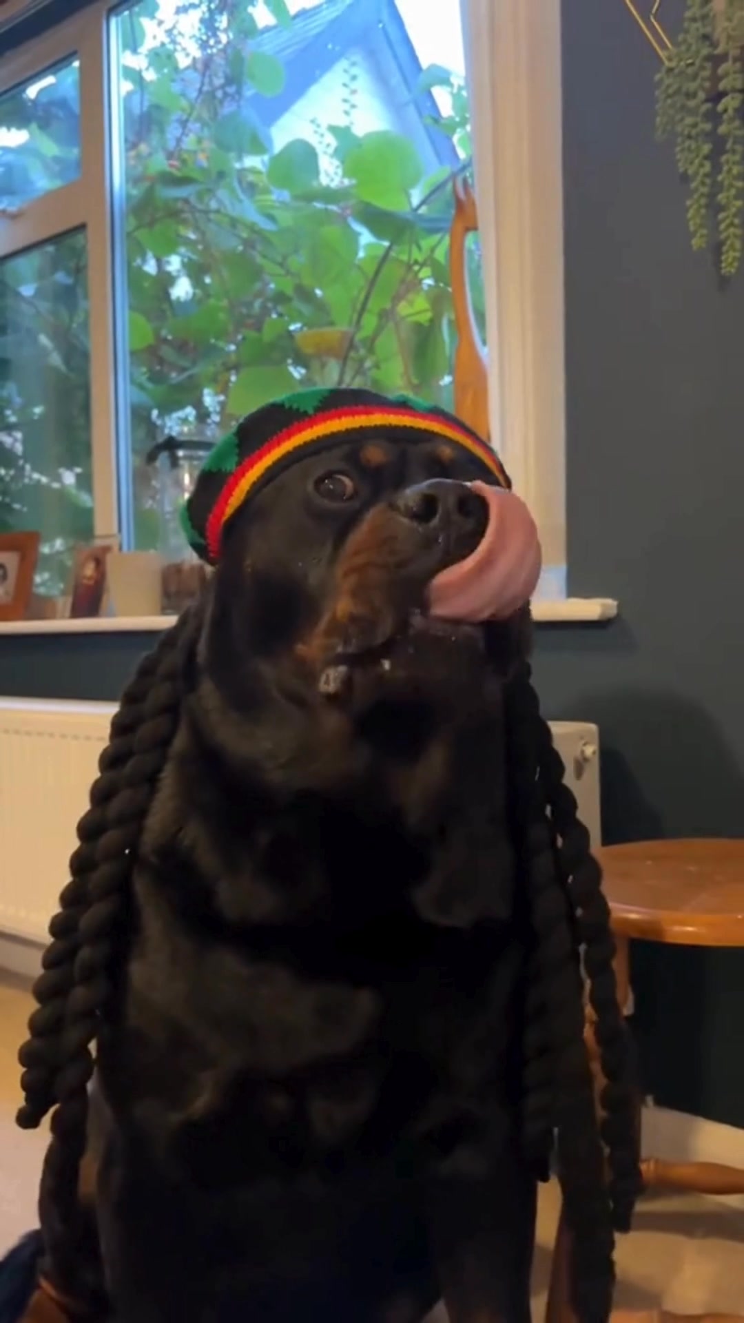 When your Rottie’s got a reggae hat on, but you know they’re still ...