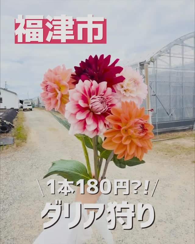 福津市でダリア狩り】🌼 福津市で園芸店「chou-fleur（シューフルール