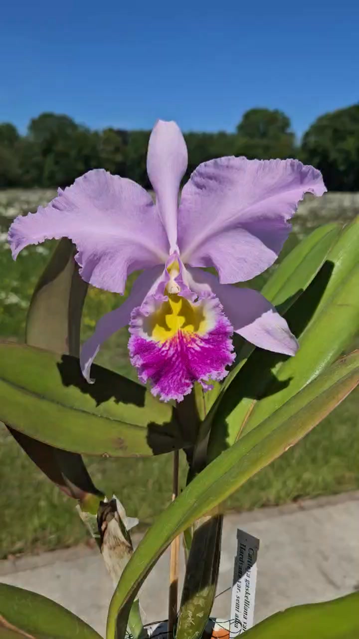 Cattleya gaskeliana alba*Cattleya hardyana semi-alba