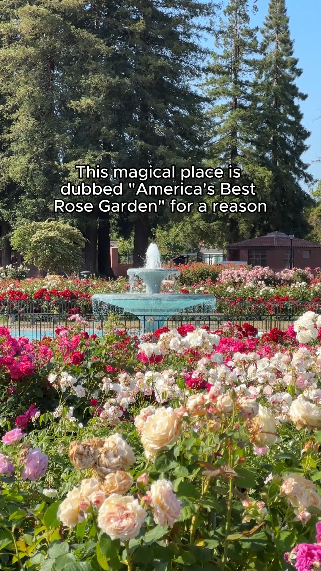 Explore a rose garden that's been named America's Best in Visit