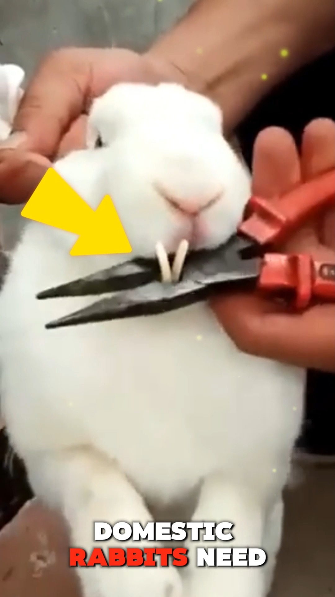 Domestic rabbits may need tooth trimming because their teeth grow ...