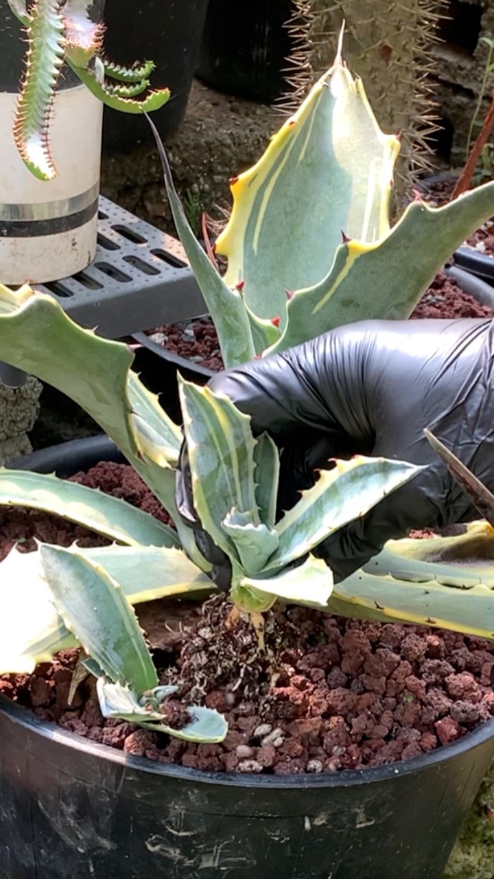 Join us for a horticultural autopsy on our garden specimen of