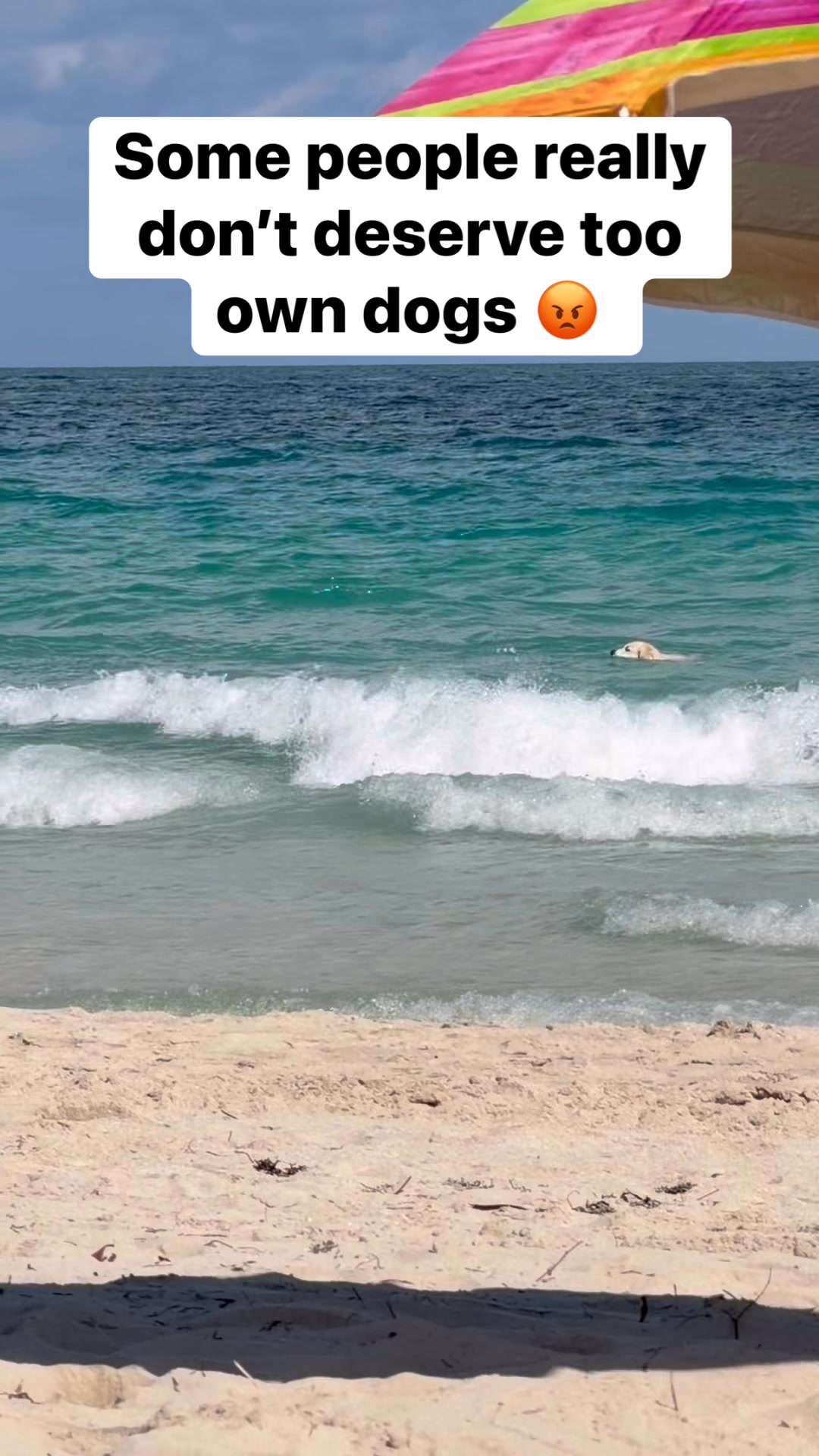 Poor dog! #reels | Neat Not Orderly | Facebook