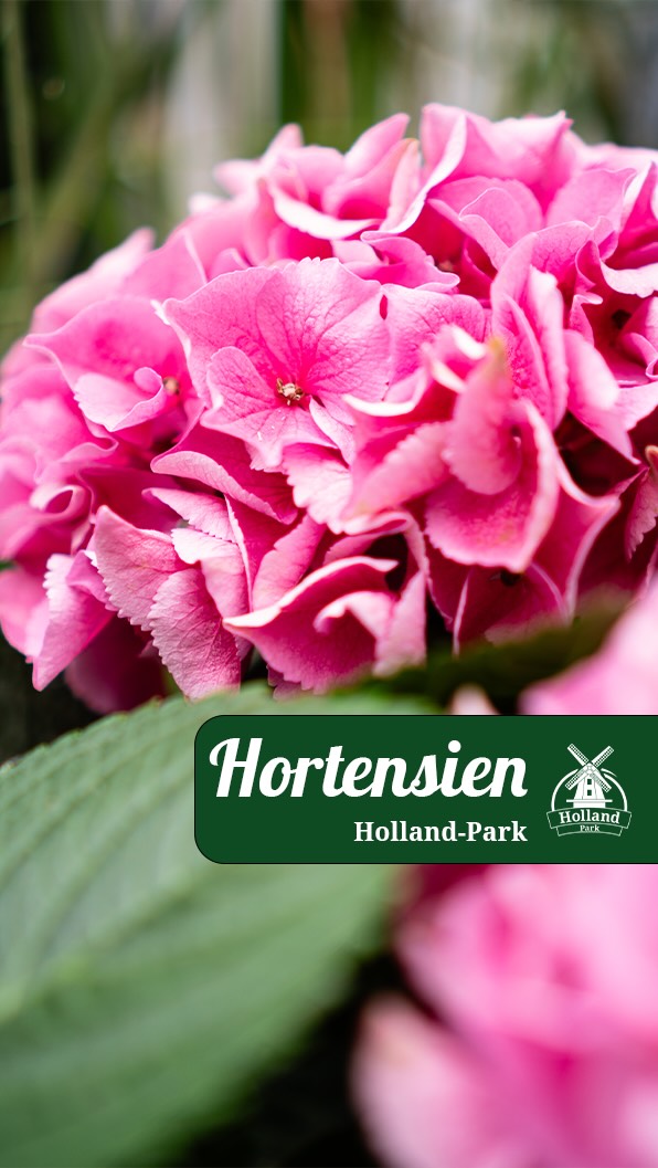 Suchst Du eine Pflanze, die Deinen Garten sofort zum Strahlen bringt? 🙂, Hortensien sind echte Blühwunder und passen perfekt zu Terrasse, Beet oder Balkon!, Mit ihrer vollen Farbenpracht und den