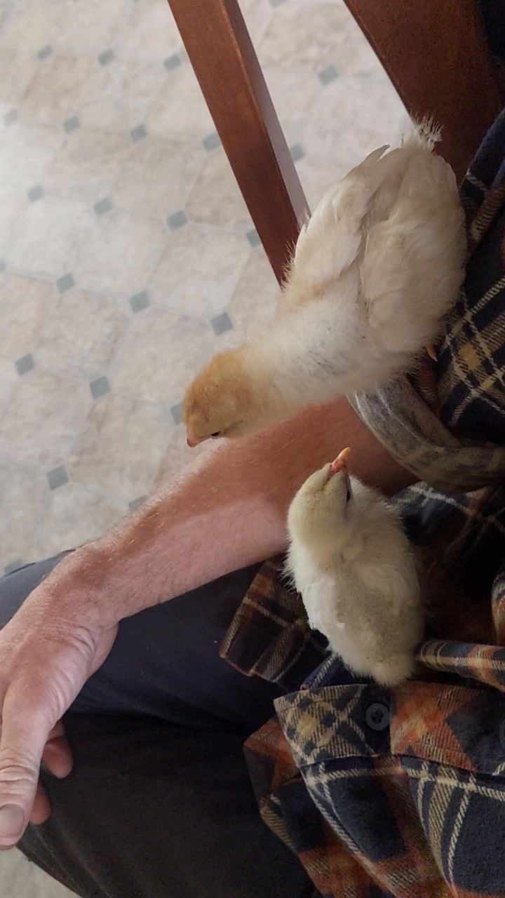 A couple of rescue chick's we have at the moment | MalletFarm | Facebook