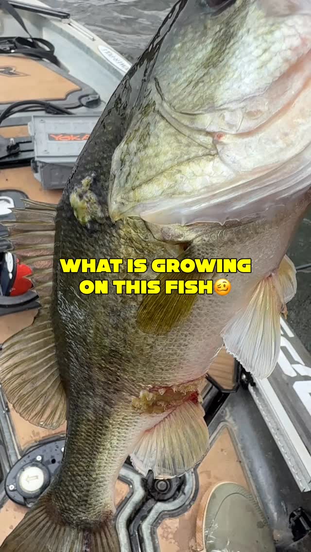 st croix c stock rods Triumph Inshore Spinning Rod TRIS70HF Size:60WK tuned actions and precision Exceptional Sensitivity Abu Garcia Beast Spinning