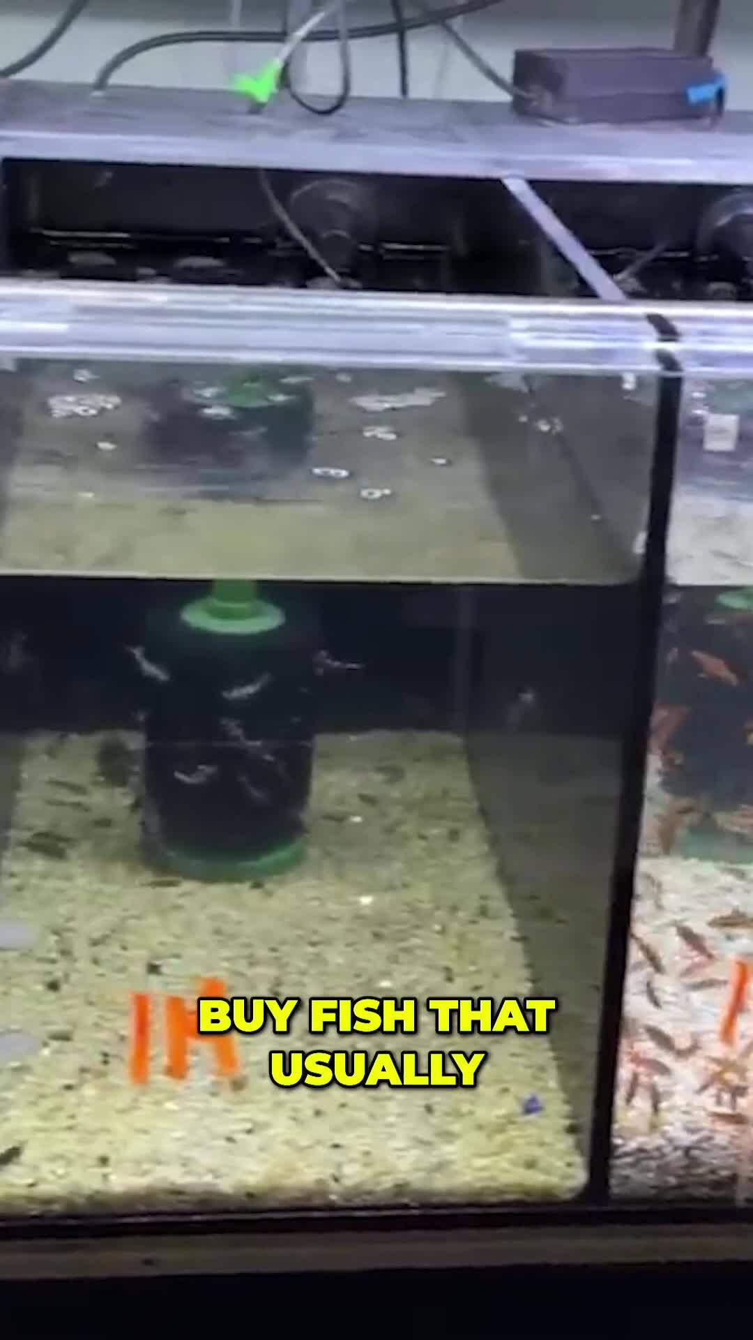 Aquarium Co-Op - New Fish Owners - Don’t Risk It!... | Facebook