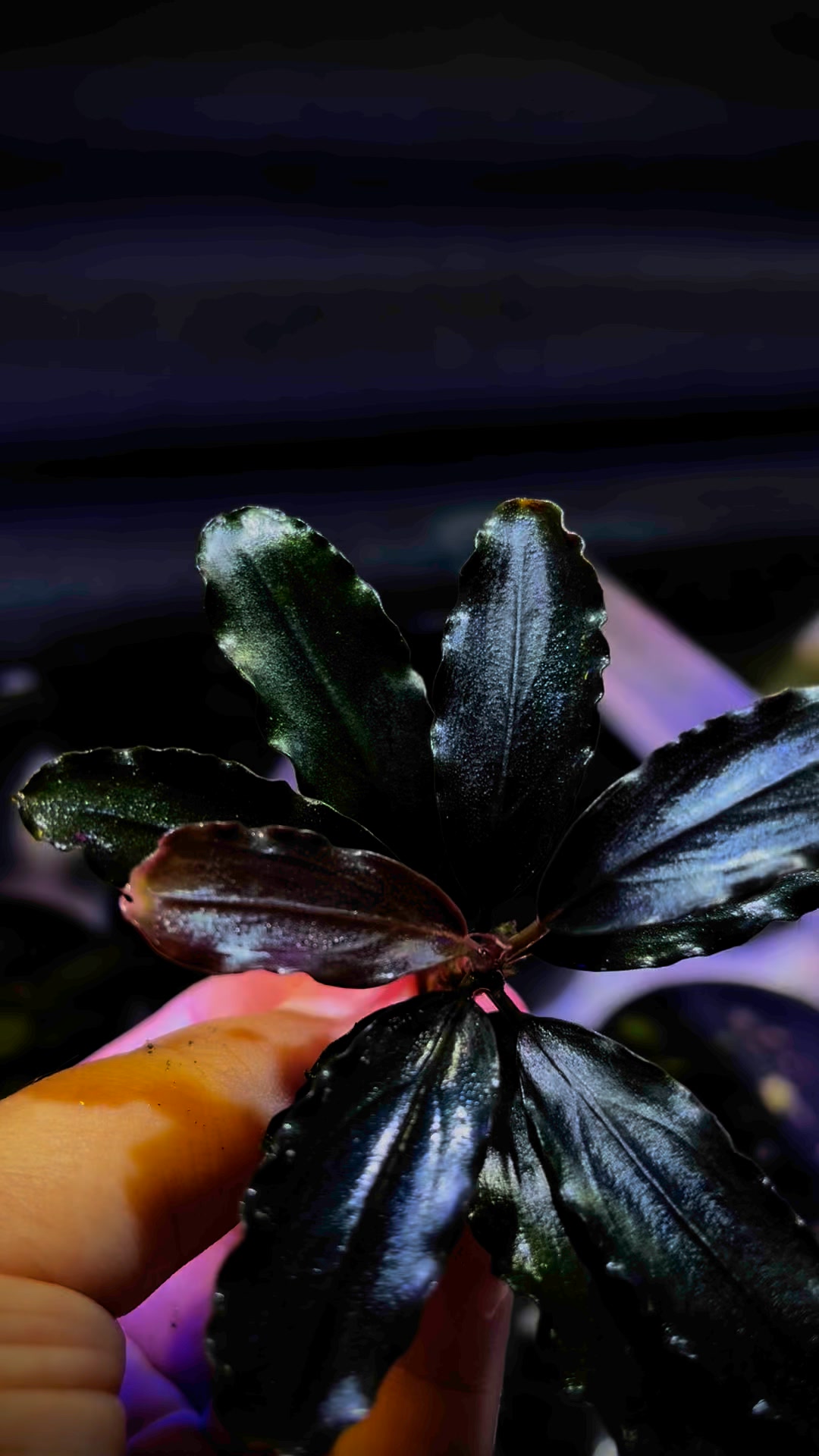 One of the most charming Buce varieties 🌿 Bucephalandra Mahakam