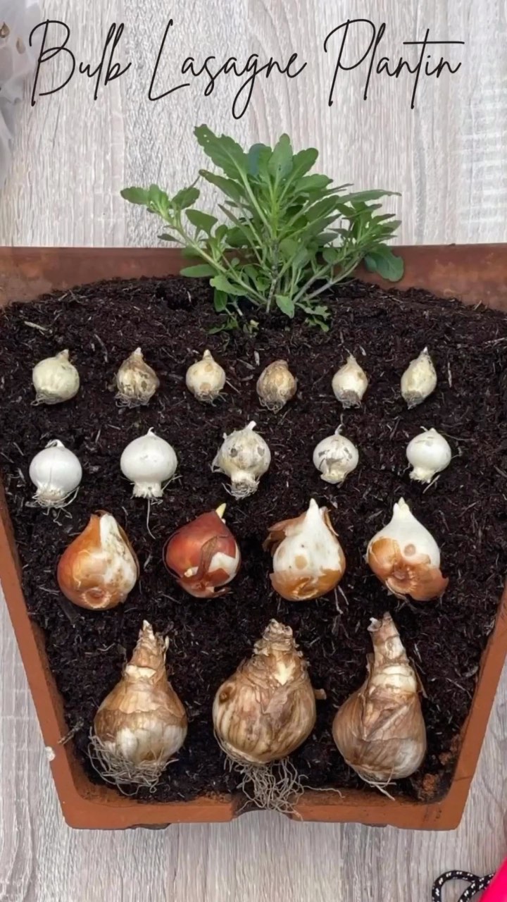 How to plant a bulb lasagne 🌷 Planting a bulb lasagne is the perfect ...