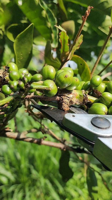 ASMR_Pruning the leaves and branches of the coffee tree to get a ...