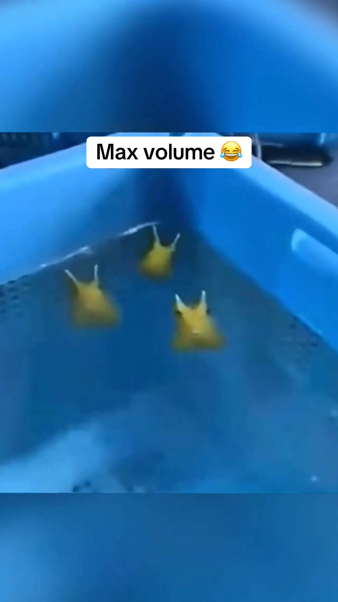 Idea đỉnh á 🤣 🤣🤣 #aquarium #canemo #rinaquarium #cacanhbien #canuocman ...