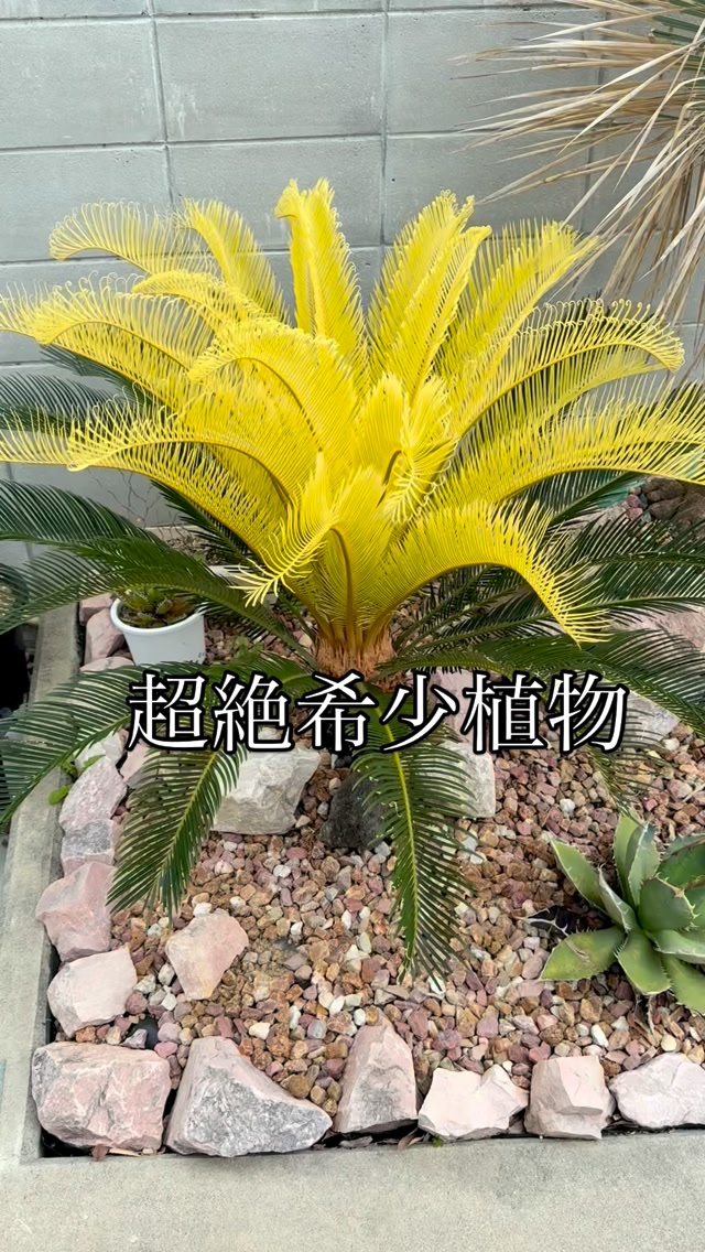 沖永良部島産の由緒ある黄金ソテツ。 一昨年鉢から地植えにしたのです