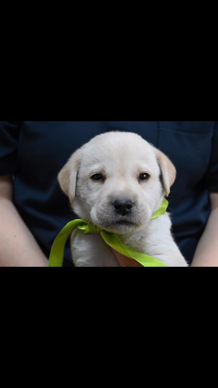 ラブラドール・レトリーバー専門犬舎 グレイスフルランド | Itoshima