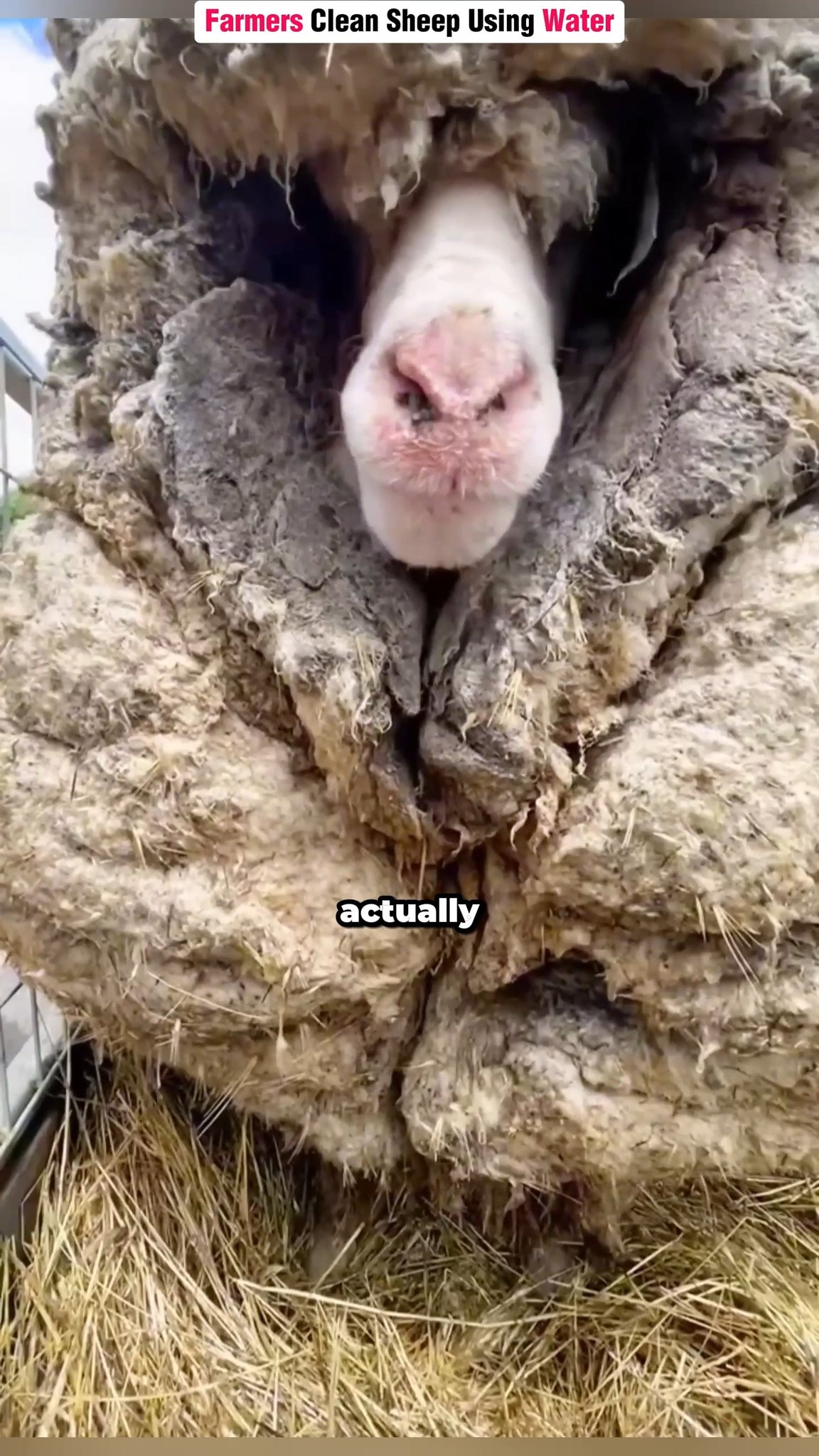 Farmers Clean Sheep Using Water | FactyVerse01 | Facebook