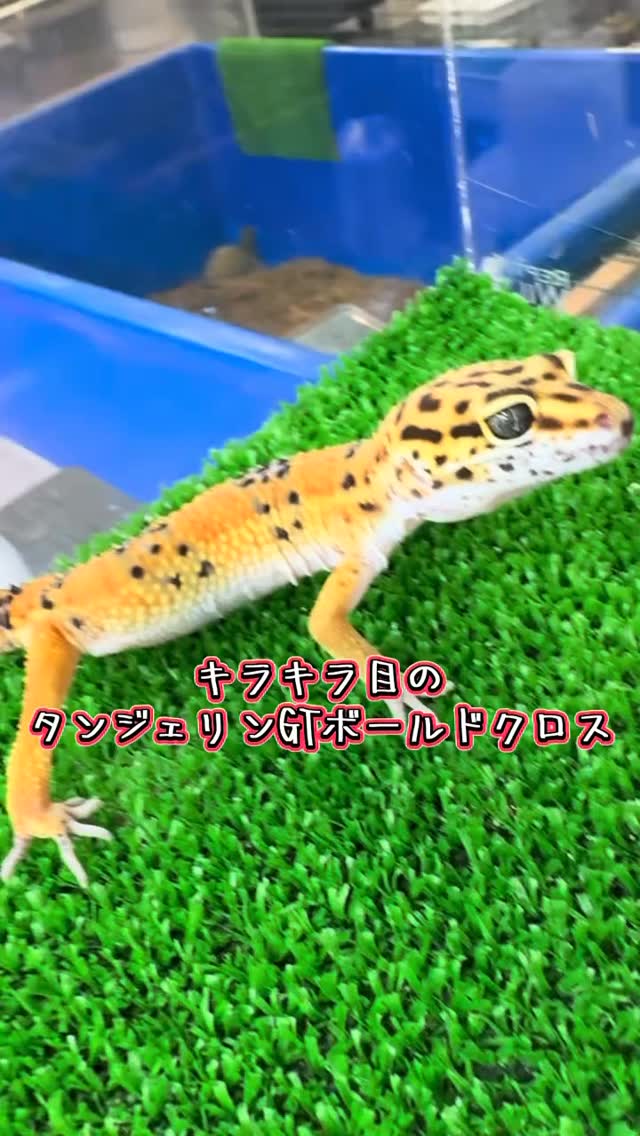 キラキラお目目のレオパ✨ タンジェリンGTボールドクロス #レオパ