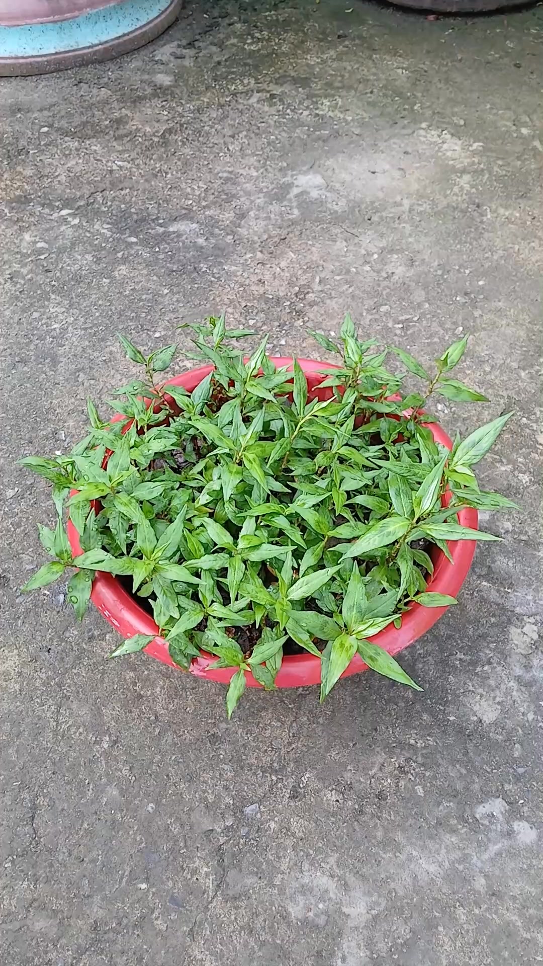 Cách trồng cây rau răm từ thân trong chậu bằng bùn #trongrauram # ...