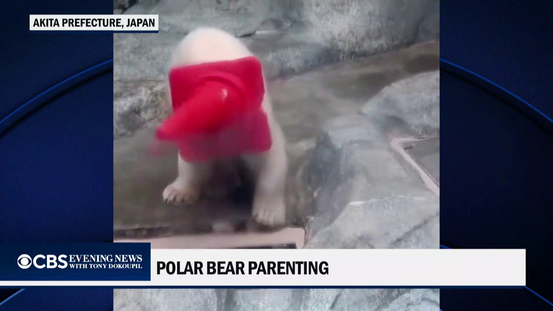 This polar bear cub at a Japanese aquarium was seen creating a new