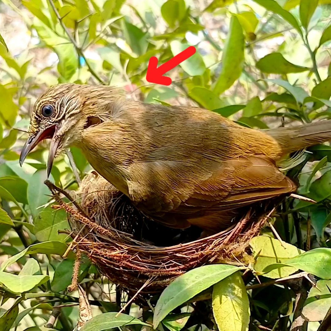streak-eared-bulbul-birds-seem-to-have-a-hole-in-their-throats-while